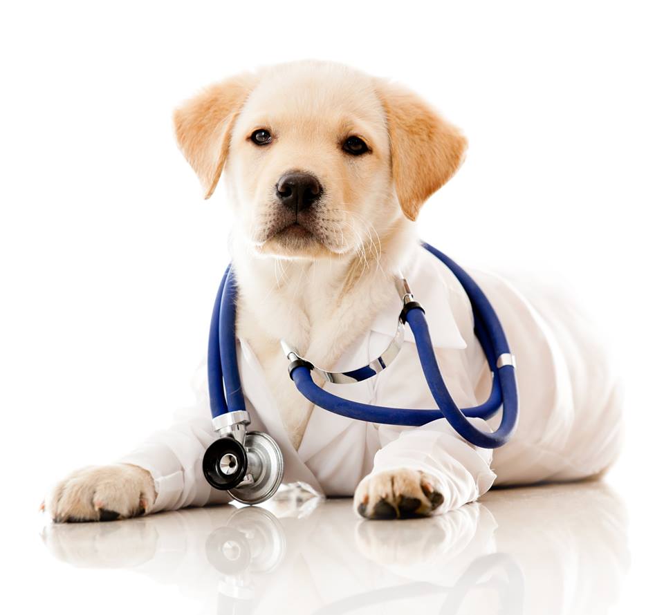 “DIAMOCI LA ZAMPA” Pet Therapy domiciliare per persone affette da SLA